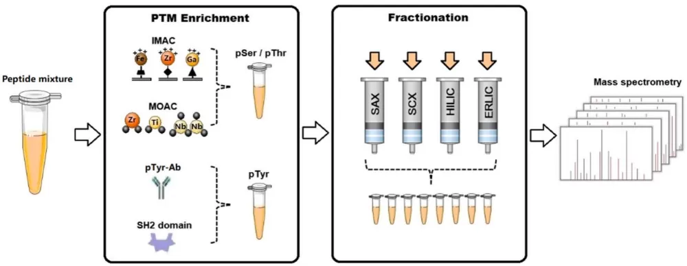 Enrichment of Phosphopeptides in MS-Based Phosphoproteomics Analysis